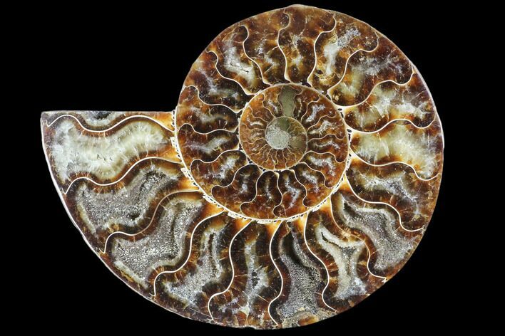 Agatized Ammonite Fossil (Half) - Crystal Chambers #103104
